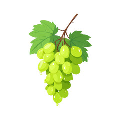 Green grape fruit leaf stem fresh juicy sweet healthy vegetarian isolated illustration. This flat illustration shows bunch of green grapes with leaves and brown stem evoking freshness and natural