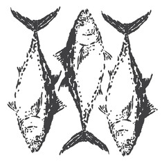 vector sketch illustration of ocean tuna fish with a very unique depiction in vintage style
