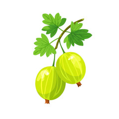 Gooseberry green fresh fruit leaf branch isolated healthy organic natural flat illustration of two gooseberries with leaves on branch vibrant and appetizing