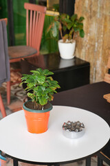 Small indoor plant on a table with a modern design in a cozy setting