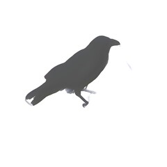 Obraz premium A silhouette of a raven bird