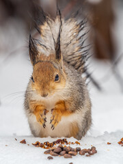 The squirrel in winter sits on white snow.