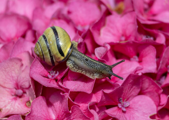 Snail gliding over vibrant pink hydrangea petals in a colorful garden setting during sunny spring afternoon