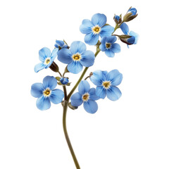 Obraz premium Delicate blue forget-me-nots bloom against a white background in a serene display of nature's beauty
