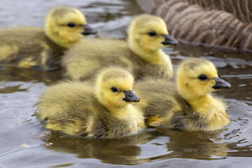 Canada goose goslingsswimming happily in a serene pond during springtime in a beautiful natural setting