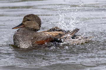 Male gadwall duck splashes water while enjoying a sunny day at a serene lake in early spring