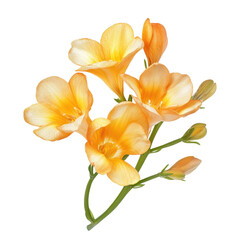 Fototapeta premium Vibrant orange flowers arranged gracefully against a white background showcasing their delicate beauty and intricate details