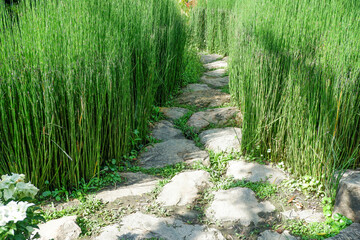 Stone path on a green grassy lawn,Outdoor The way paved single stones among a green grass,forest stepping stone in park.