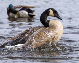 Canada goose swimming in a serene lake with a mallard in the background during a sunny day