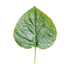 Obraz premium Fresh organic green leaf on a transparent background showcasing natures beauty and simplicity, Fresh organic green leaf transparent background. leaves transparent background