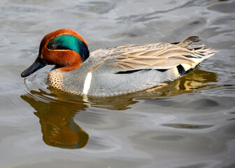 Male green winged teal swimming gracefully in calm water during bright daylight in a serene natural setting