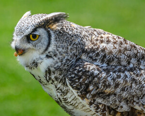 Great horned owl perched quietly in a lush green environment during daylight hours showcasing its striking features