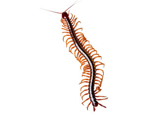 Obraz premium Centipede isolated on transparent or white background