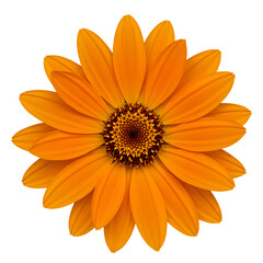 Vibrant Orange Flower Image: Free Stock Photo