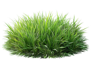 Green fresh blades of grass, patch, lawn, PNG transparent background, isolated graphic resource cutout