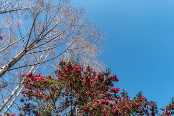 晴れ渡った春の日　大きなサザンカの木とメタセコイアの木　滋賀県大津市びわこ文化公園
