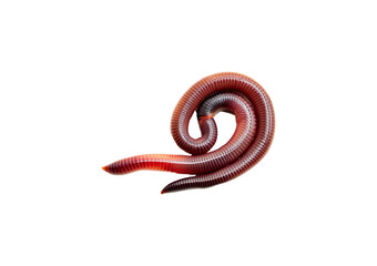 Fototapeta premium earthworm isolated on transparent or white background