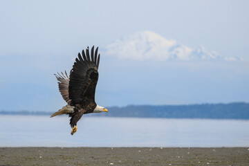 Majestic bald eagle soaring above the shoreline with snowy mountains in the background