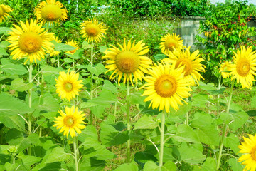 Pathway with Sunflower blooming in the field,closeup sunflower in full bloom,creating a natural abstract background in Summer time,Field of sunflowers,warm light of the setting sun..