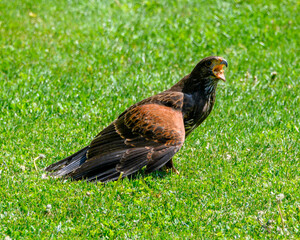 Hawk resting on lush green grass while vocalizing in a sunny outdoor setting