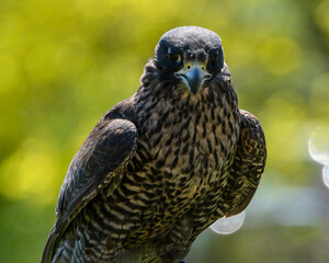 Close-up of a juvenile falcon perched on a branch in a vibrant natural setting during daylight