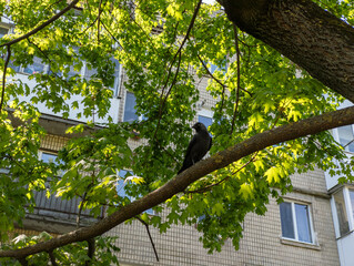 A black bird sitting on a tree branch in front of a building