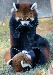 Two playful red panda cubs engaging in friendly interaction at a wildlife sanctuary during the afternoon