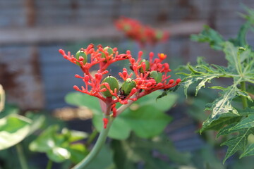 Jatropha podagrica
