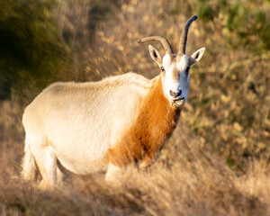 Scimitar horned oryx stands gracefully in a grassy landscape during golden hour in a natural habitat
