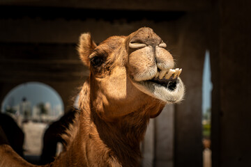 Close up funny face portrait of moroccan, cute, hairy camel animal with details like nose, head, mouth, brown air fur, teeth roaring