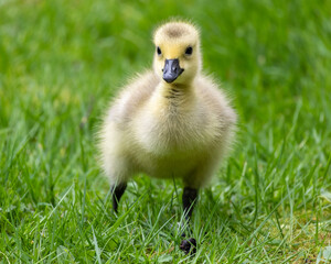 Young Canada goose gosling walking on green grass in a sunny park during spring, showcasing its soft feathers and vibrant colors