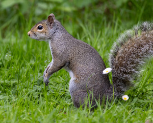 Squirrel foraging among the grass and flowers in a vibrant green park during springtime
