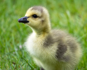 Young gosling stands on lush green grass in bright daylight, showcasing its soft feathers and...