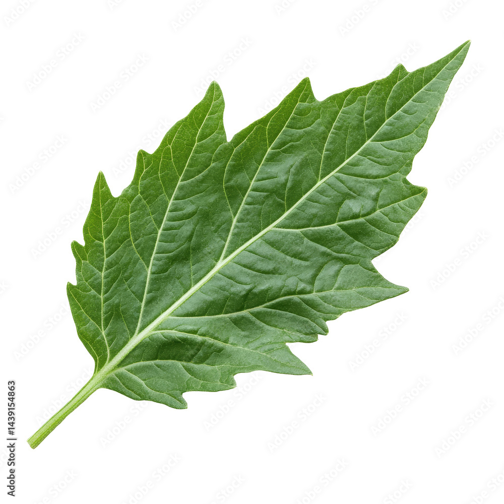 Poster isolated green tomato leaf showcasing intricate texture and shape on a clean transparent background 