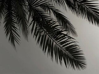 Calm Under Tropical Skie