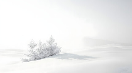 Fototapeta premium Winter landscape snowy branches nature photography pure white background serene atmosphere minimalist view