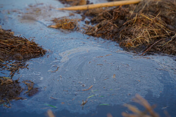Contaminated water with visible oil slick and organic debris, environmental pollution in rural area, close up view