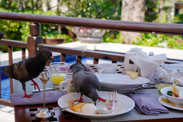 Pigeon breakfast outdoor table leftover food messy plate glass napkin fork cup garden sunny morning nature bird eating urban wildlife dish egg