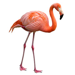 Stunning Pink Flamingo Image