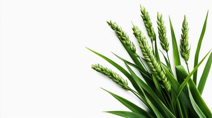 Obraz premium A vibrant bunch of fresh green wheat stalks and leaves arranged artistically on a clean white background provides a simple yet elegant natural design element perfect for various