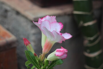 Adenium obesum