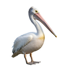 Great White Pelican: Stunning Bird Photography