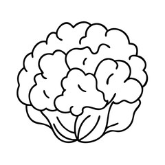 cauliflower icon, cauliflower line art - simple line art of cauliflower, perfect for cauliflower logos and icons