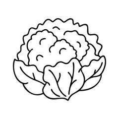 cauliflower icon, cauliflower line art - simple line art of cauliflower, perfect for cauliflower logos and icons