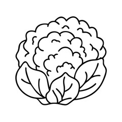 cauliflower icon, cauliflower line art - simple line art of cauliflower, perfect for cauliflower logos and icons