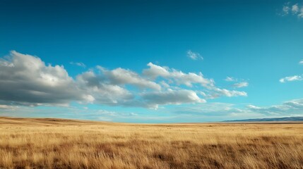 Obraz premium Vast Golden Grassland Under a Clear Blue Sky with Fluffy Clouds in the Expansive Horizon