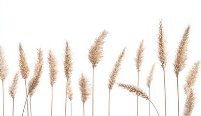 Dried grasses against white