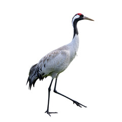 Fototapeta premium Red-crowned Crane: Bird Photography, Wildlife Image, Avian Species, Nature Stock Photo