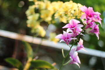 Cooktown Orchid
