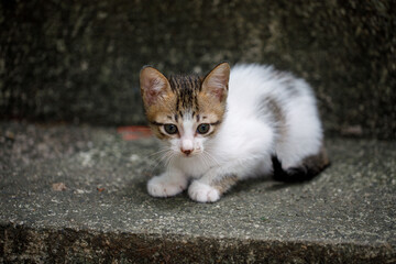 Adorable Stray Kitten Sitting on Concrete Steps Outdoors
